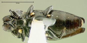 Media type: image;   Entomology 17233 Aspect: habitus ventral view